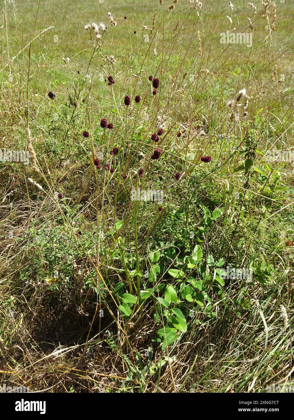 Grand burnet (Sanguisorba officinalis) Plantae Banque D'Images