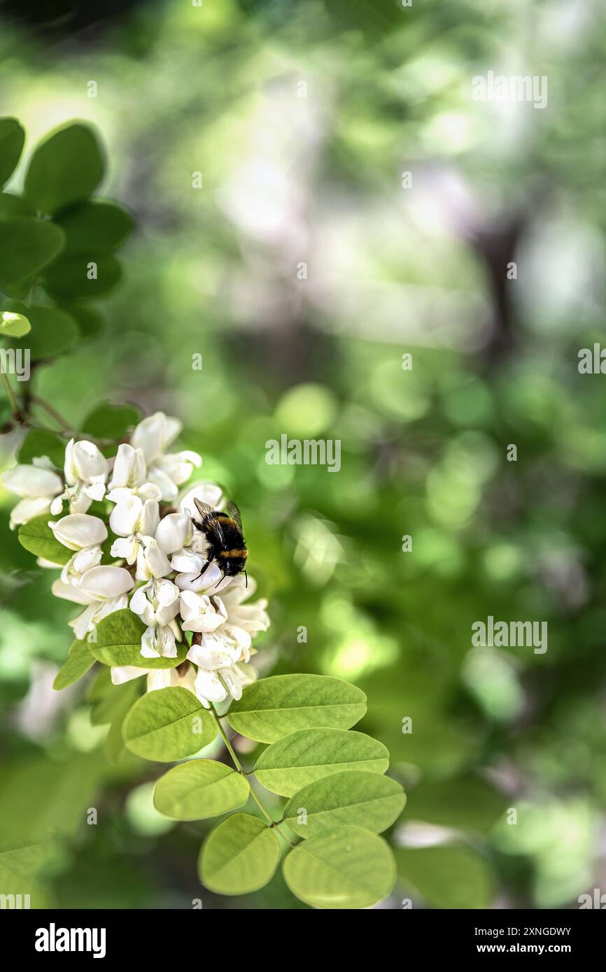 Robinia viscosa ou arbre à feuilles caduques vert caroube avec fleurs blanches et bourdon Banque D'Images