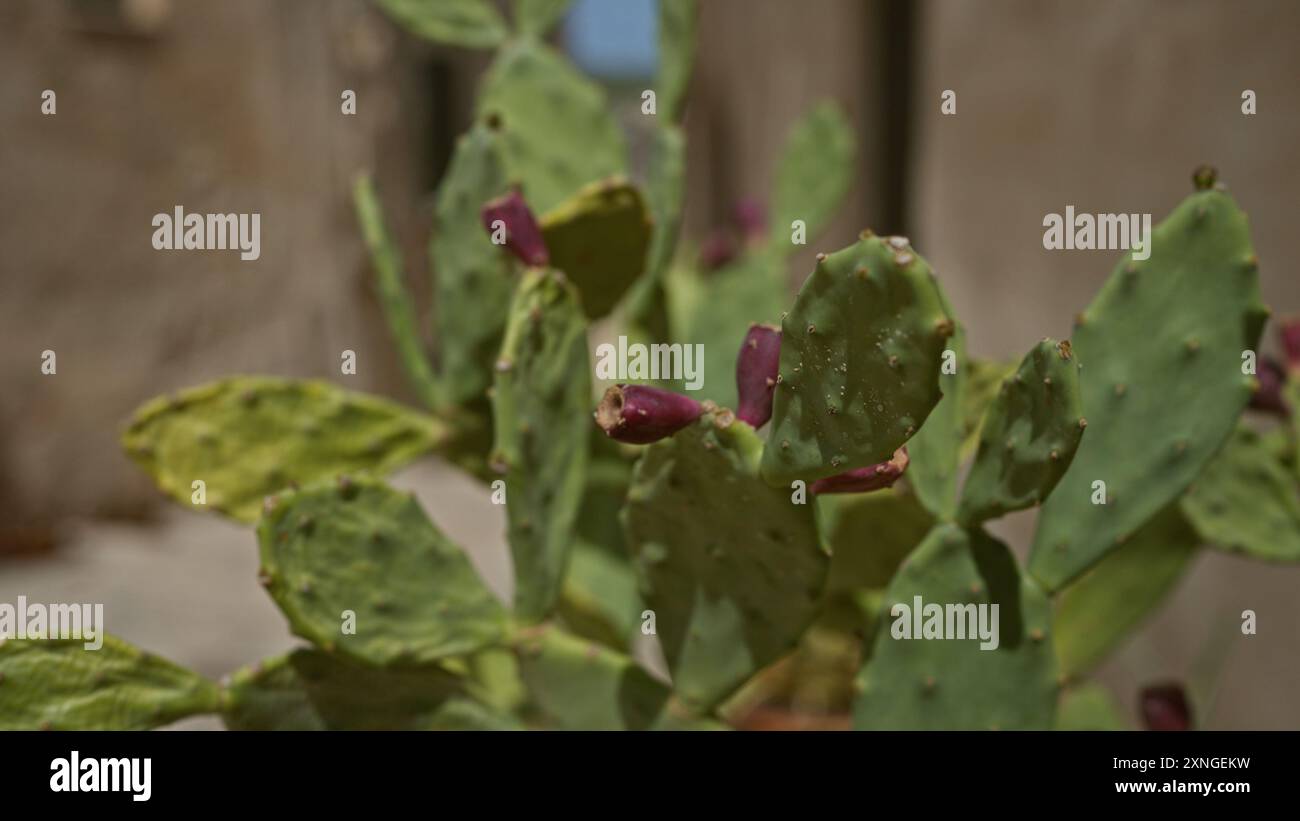 Gros plan de cactus de barbarie, opuntia ficus-indica, en plein air dans les pouilles, en italie, présentant des tampons verts et des fruits violets sous la lumière du soleil. Banque D'Images