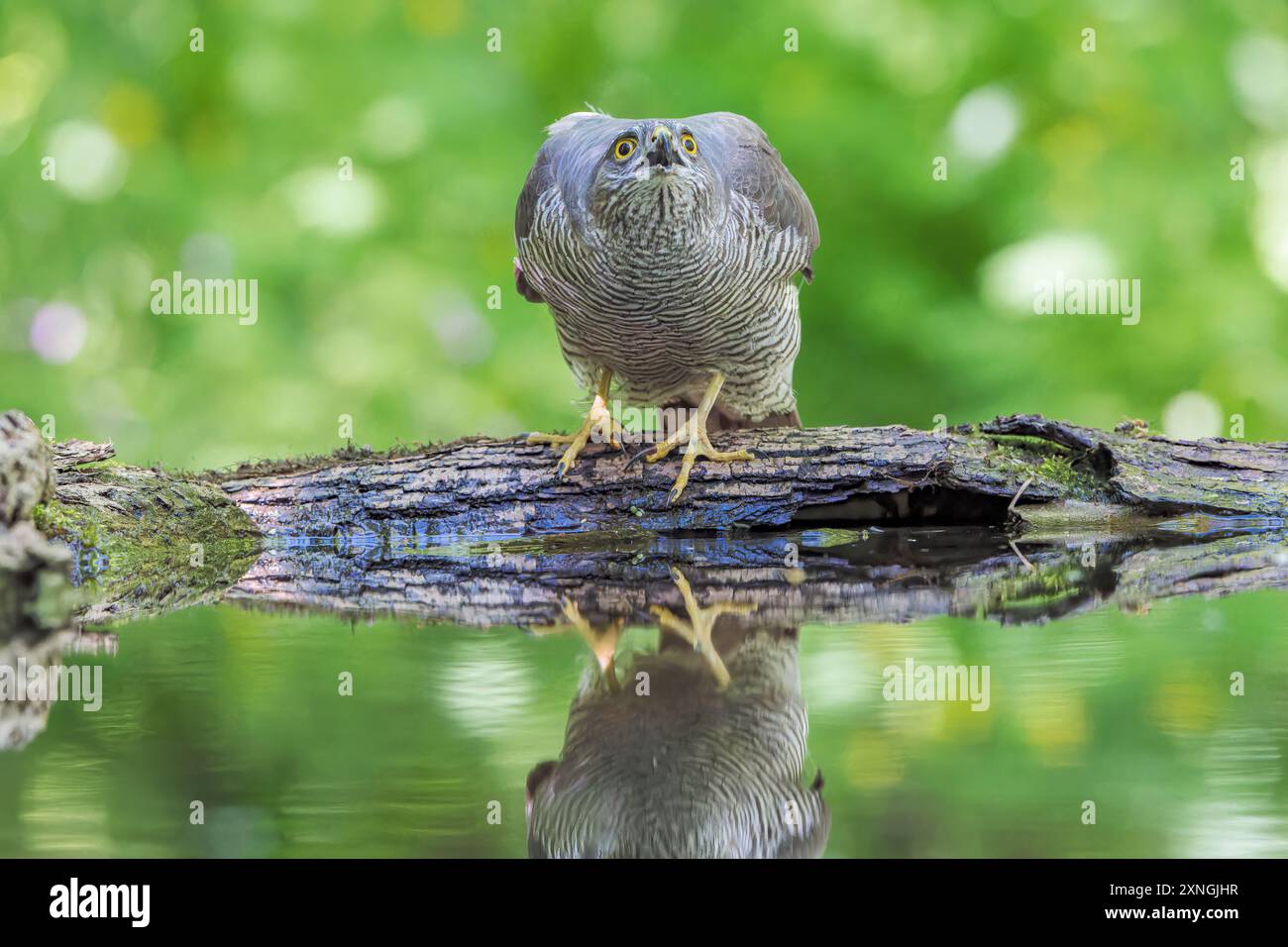 Eurasian Sparrowhawk, Accipiter nisus, mâle adulte célibataire buvant dans une piscine forestière, Hortobagy, Hongrie, 1er mai 2024 Banque D'Images