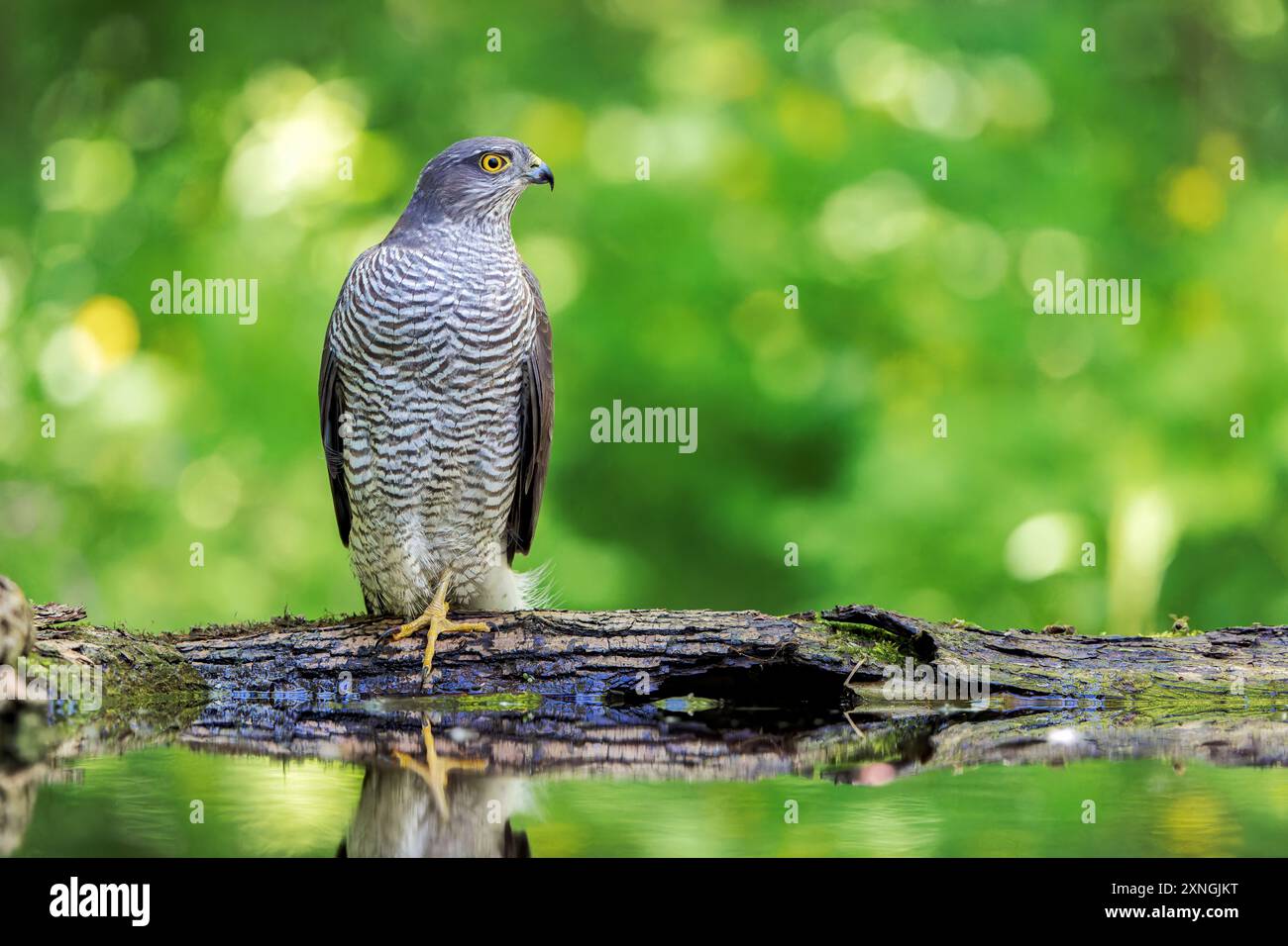 Eurasian Sparrowhawk, Accipiter nisus, mâle adulte célibataire buvant dans une piscine forestière, Hortobagy, Hongrie, 1er mai 2024 Banque D'Images