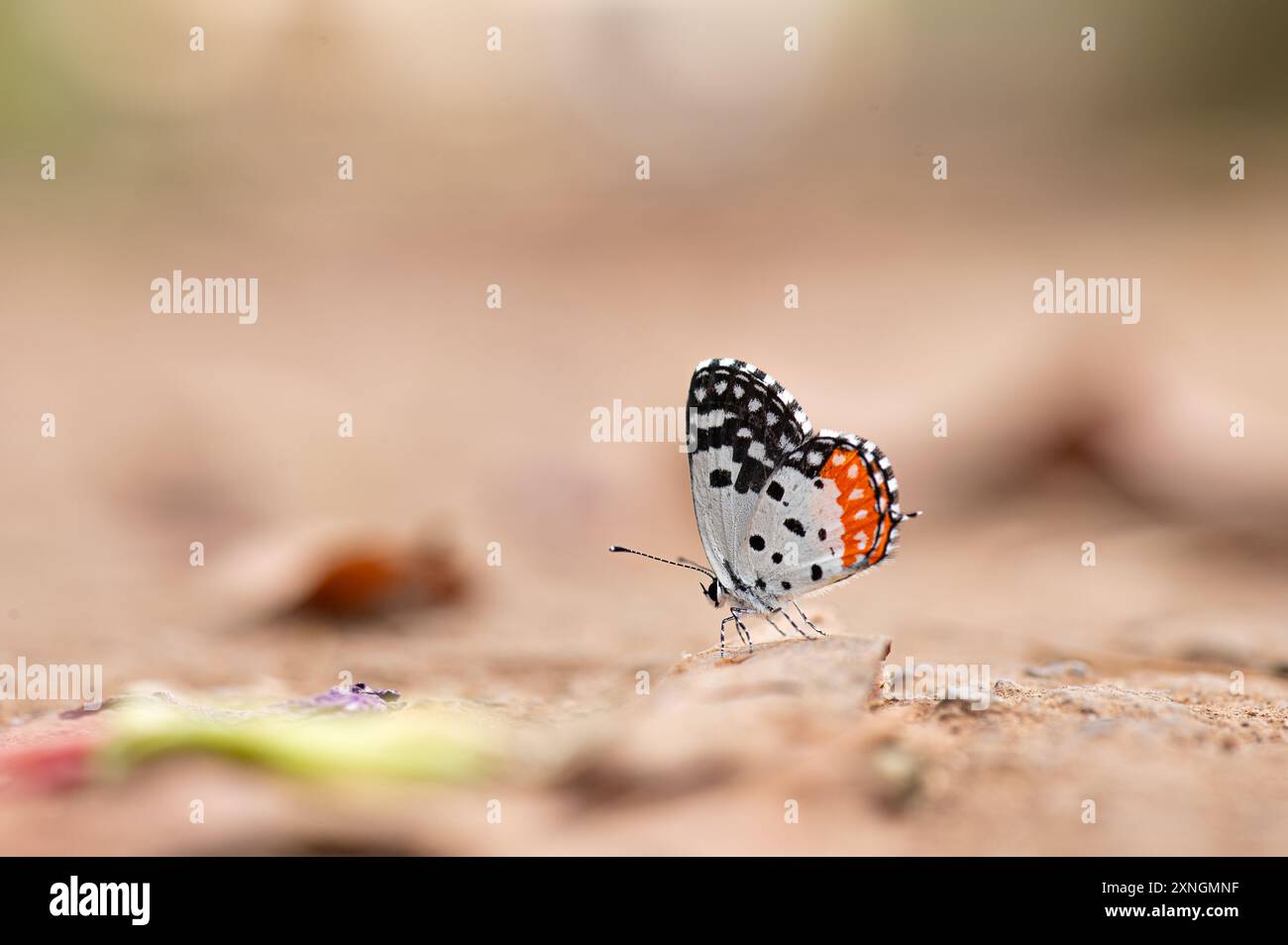 Papillon rouge pierrot reposant sur le sol. Mise au point sélective sur le papillon et flou d'arrière-plan avec espace de copie. Scientifiquement Talicada nyseus. Banque D'Images