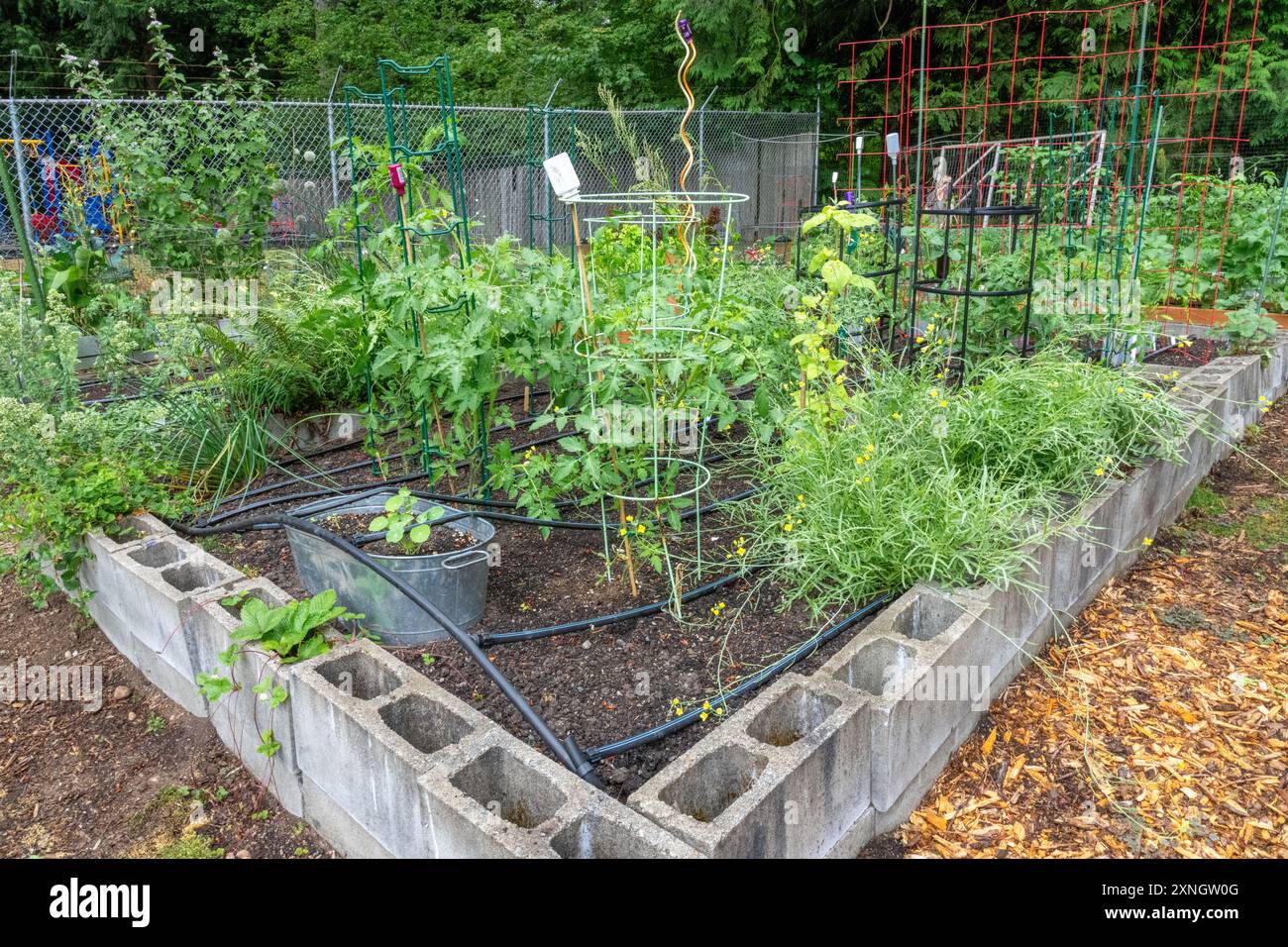 Issaquah, Washington. Bloc de cendre jardin surélevé avec tomates, roquette, oignons, fraises dans un jardin communautaire. Banque D'Images