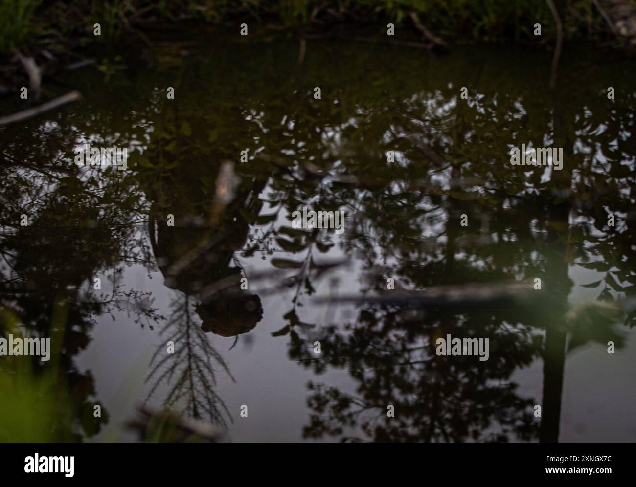 Un observateur avancé, avec Charlie Co. 1-167 Infantry Regiment, réflexion peut être vu dans l'eau entourant une position ennemie simulée, Camp Shelby, 24 juillet 2024. Les observateurs avancés effectuent des opérations de reconnaissance pour leur escouade et communiquent et orientent leurs mouvements avec la compagnie. (Photo de la Garde nationale de l'armée américaine par le sergent d'état-major Jaccob Hearn) Banque D'Images