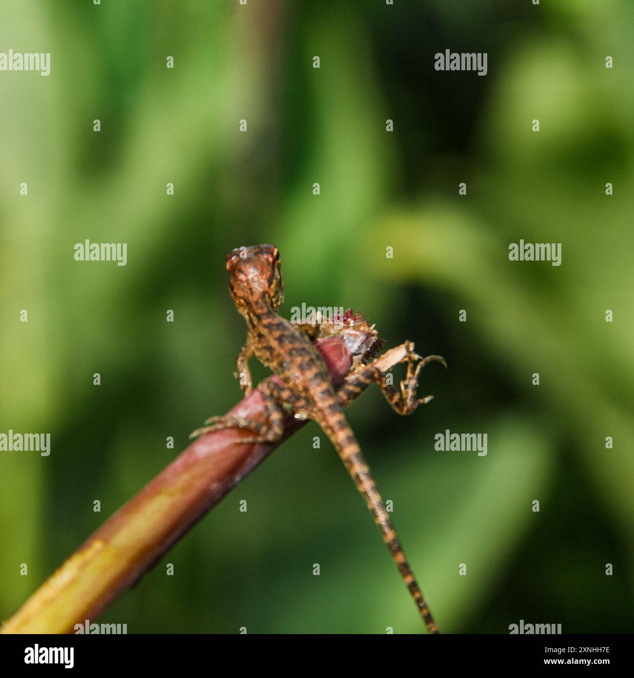 Bébé jardin Chameleon ou calotes versicolor, petits animaux mignons Banque D'Images