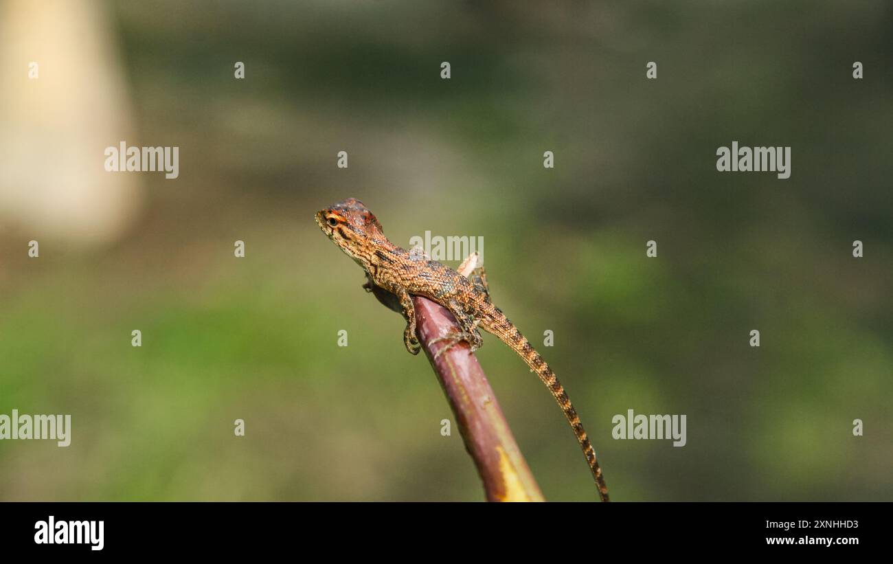 Bébé jardin Chameleon ou calotes versicolor, petits animaux mignons Banque D'Images
