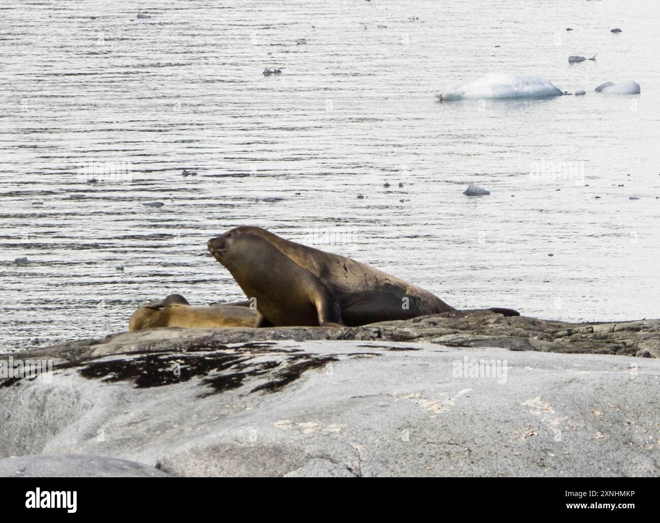 Phoque de Weddell (Leptonychotes weddellii) sur le rivage, île Pleneau, Antarctique. Banque D'Images