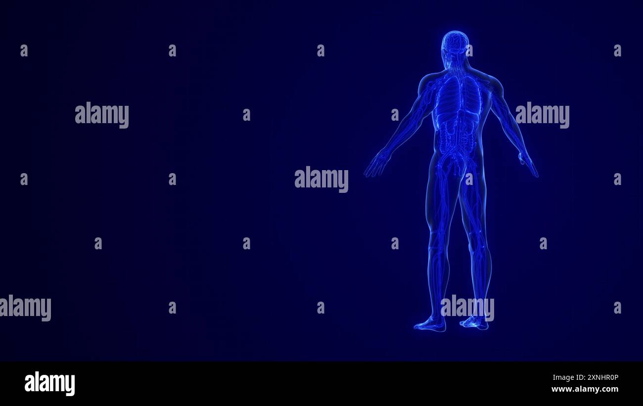 Anatomie du corps humain avec système d'organes Banque D'Images