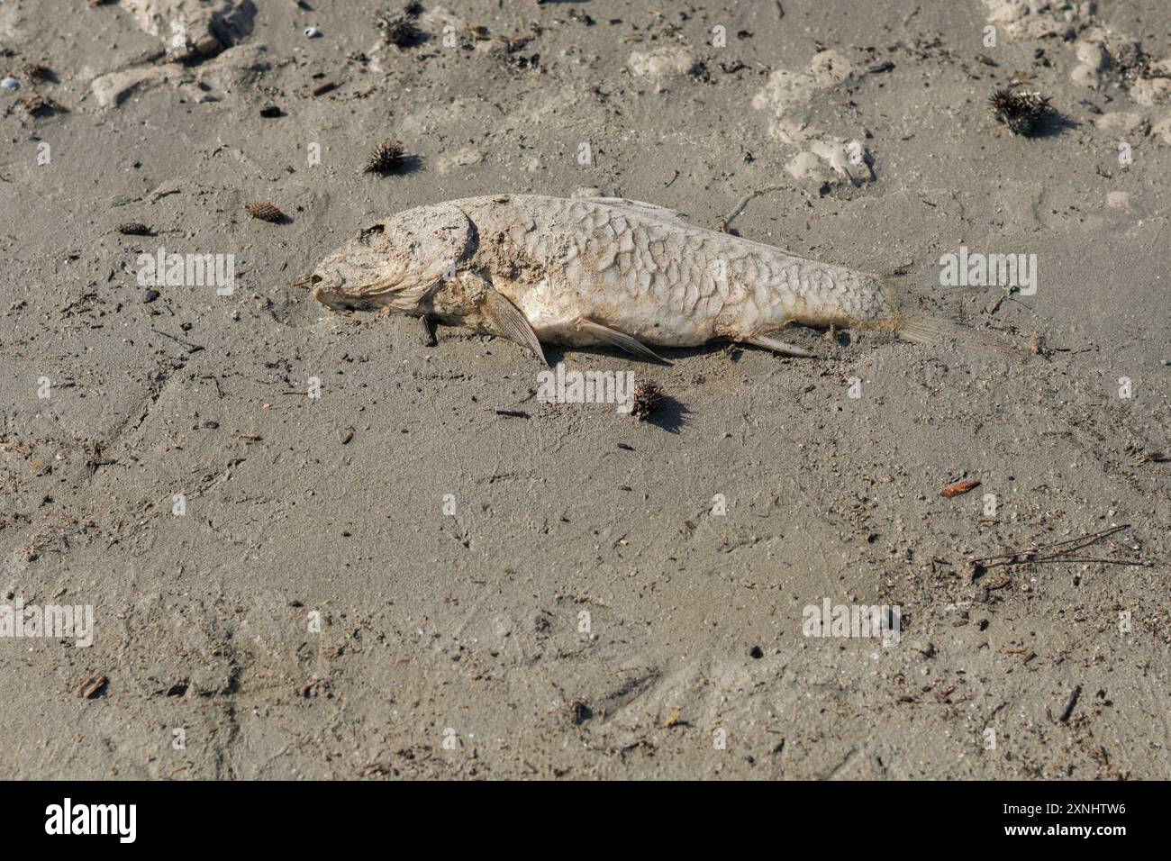 Le changement climatique provoque une sécheresse extrême dans le réservoir Beniarrs, causant la mort par manque d'oxygène, en Espagne Banque D'Images