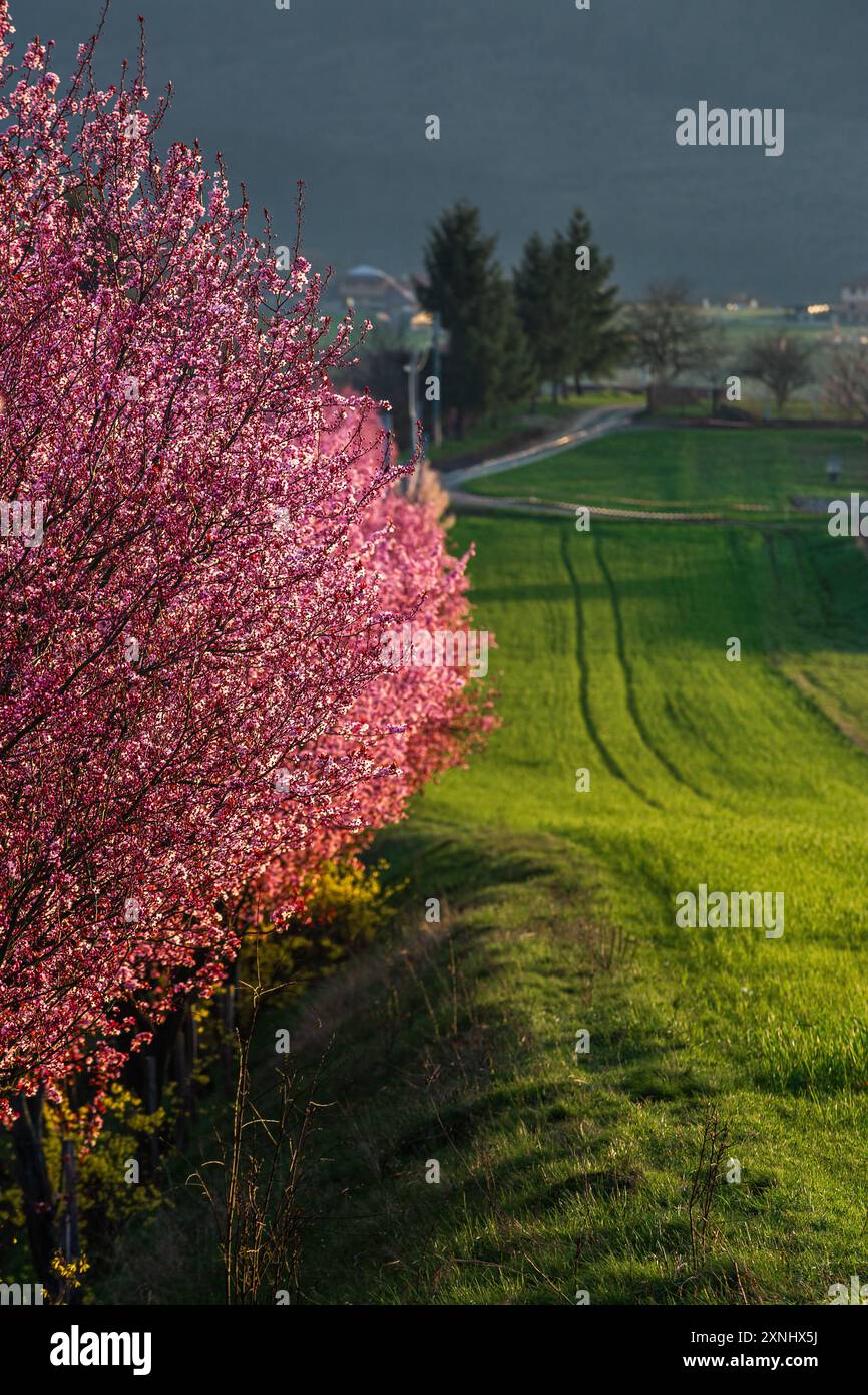 Berkenye, Hongrie - floraison de pruniers sauvages roses et d'herbe verte au coucher du soleil près du village de Berkenye par un après-midi de printemps ensoleillé Banque D'Images