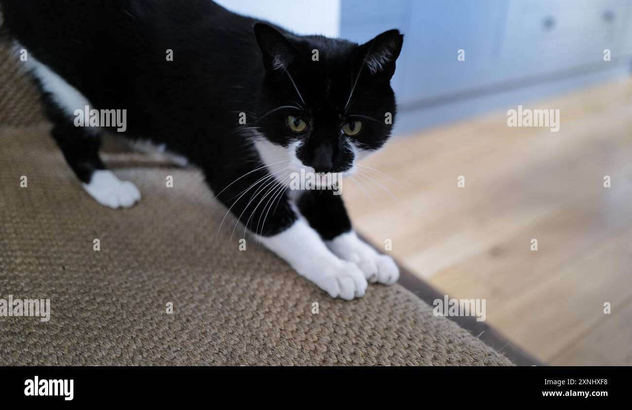 Iggy Petrukhin Boardman un chat domestique noir et blanc attendant d'être nourri par son maître. Banque D'Images