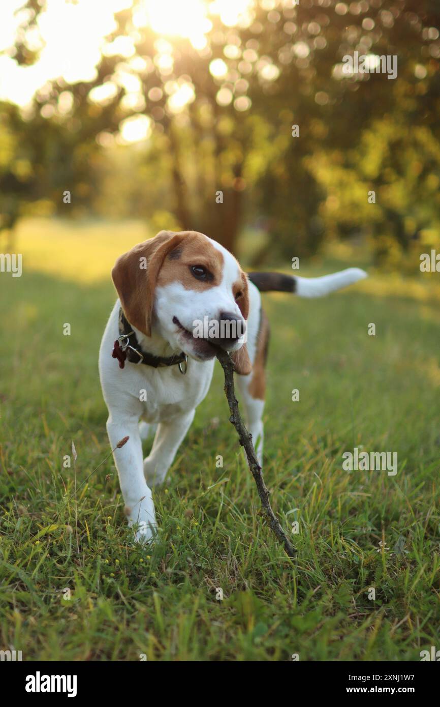 Beagle Puppy joue avec le bâton. Il est dans le parc au coucher du soleil Banque D'Images