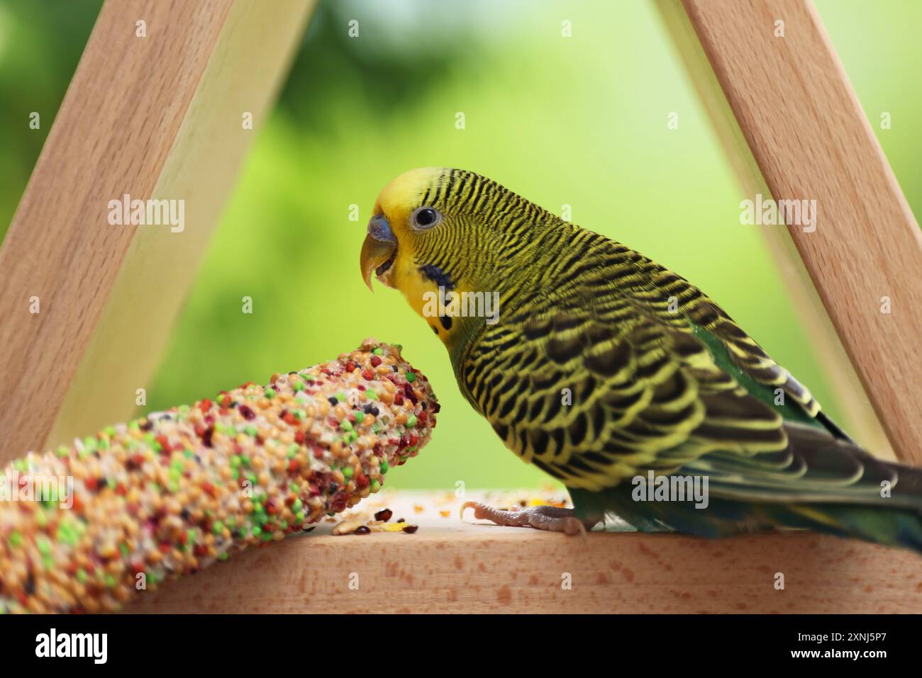 Perroquet pour animaux de compagnie. Mignon budgerigar et gâteau d'oiseau sur mangeoire en bois Banque D'Images