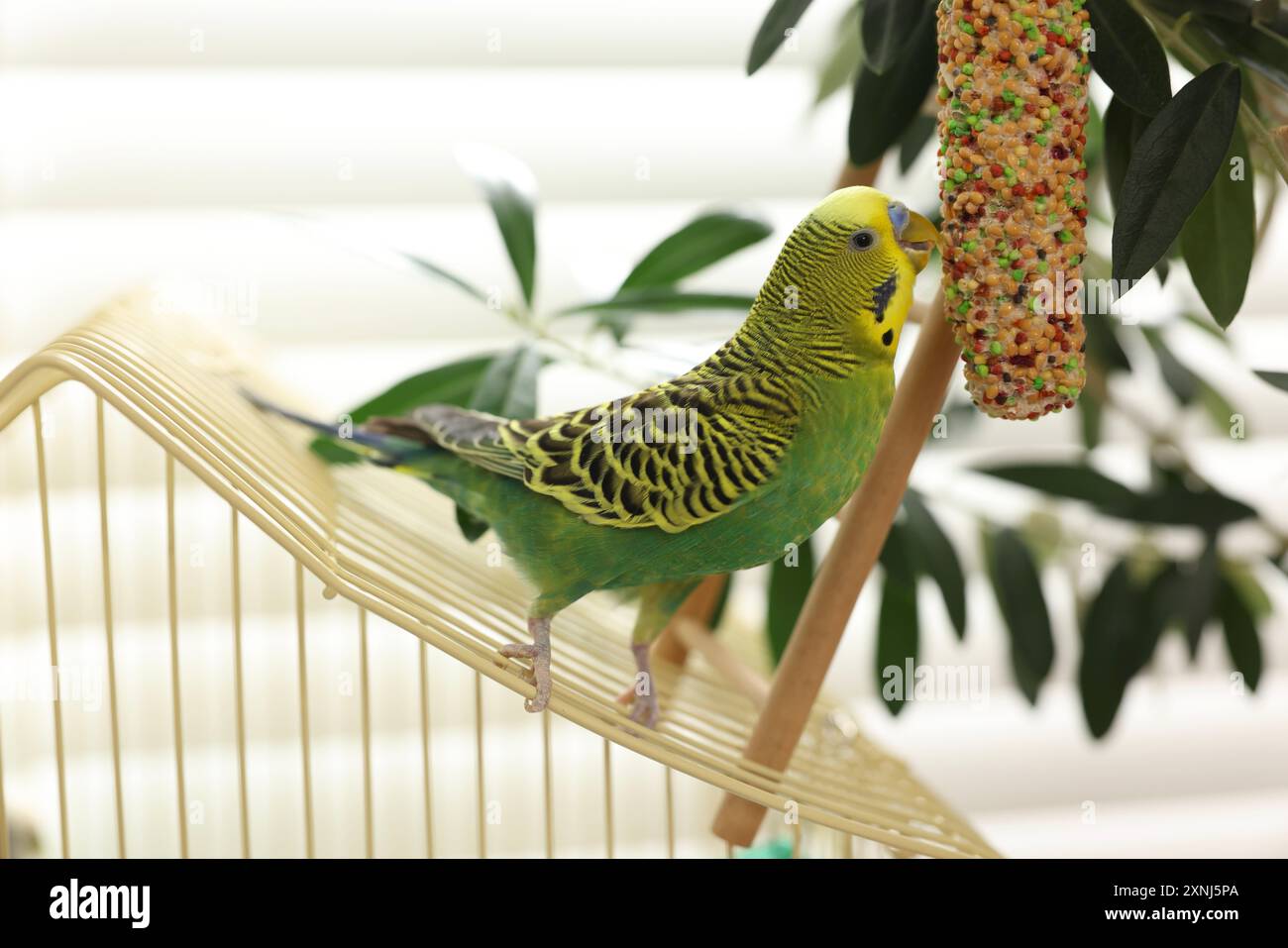 Perroquet pour animaux de compagnie. Belle friandise d'oiseau mangeant budgerigar sur cage à l'intérieur Banque D'Images