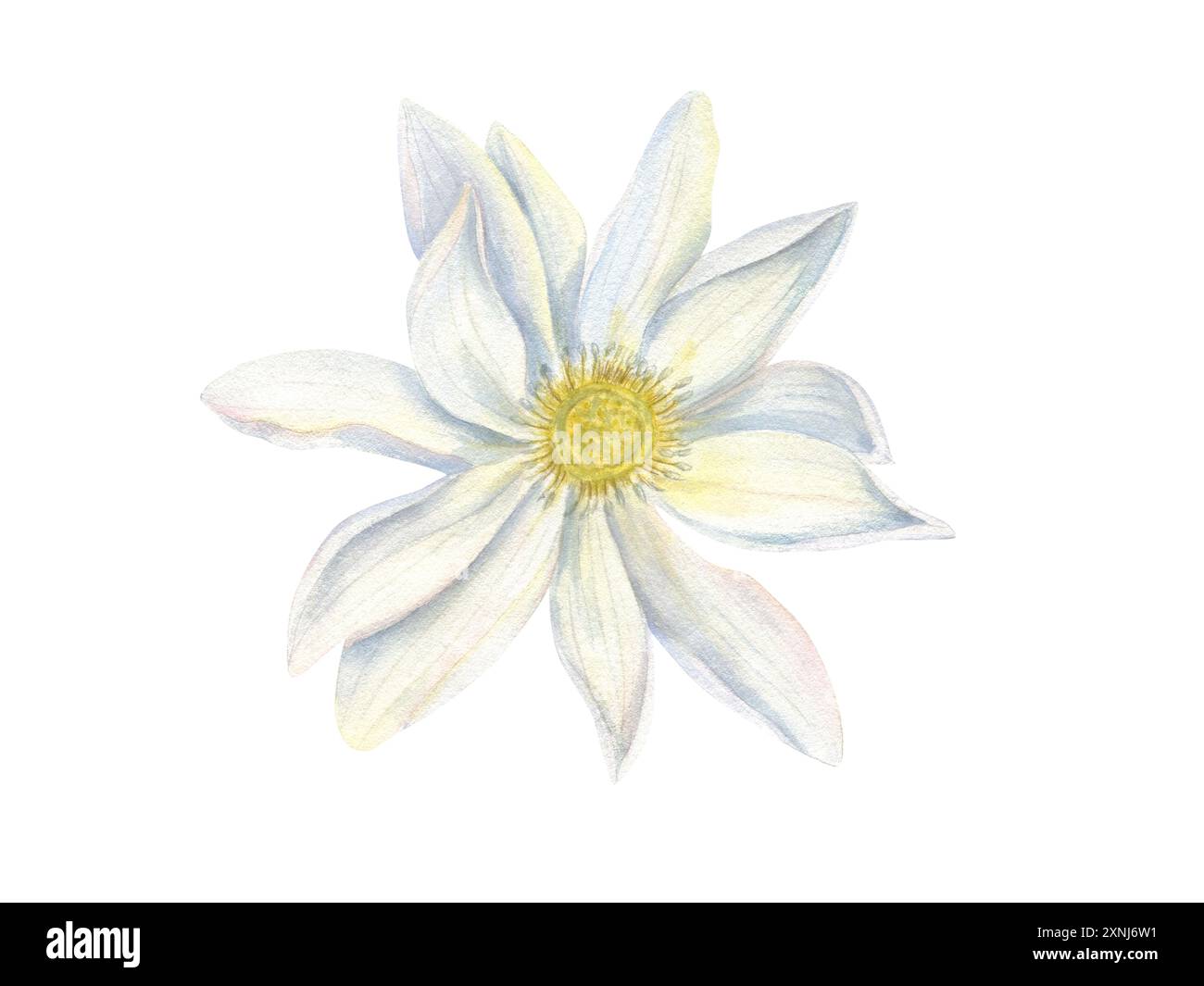 Nénuphar. Vue de dessus de fleur de Lotus. Lotus indien délicat ou Lotus sacré. Tête de fleur à plusieurs pétales avec centre jaune. Banque D'Images