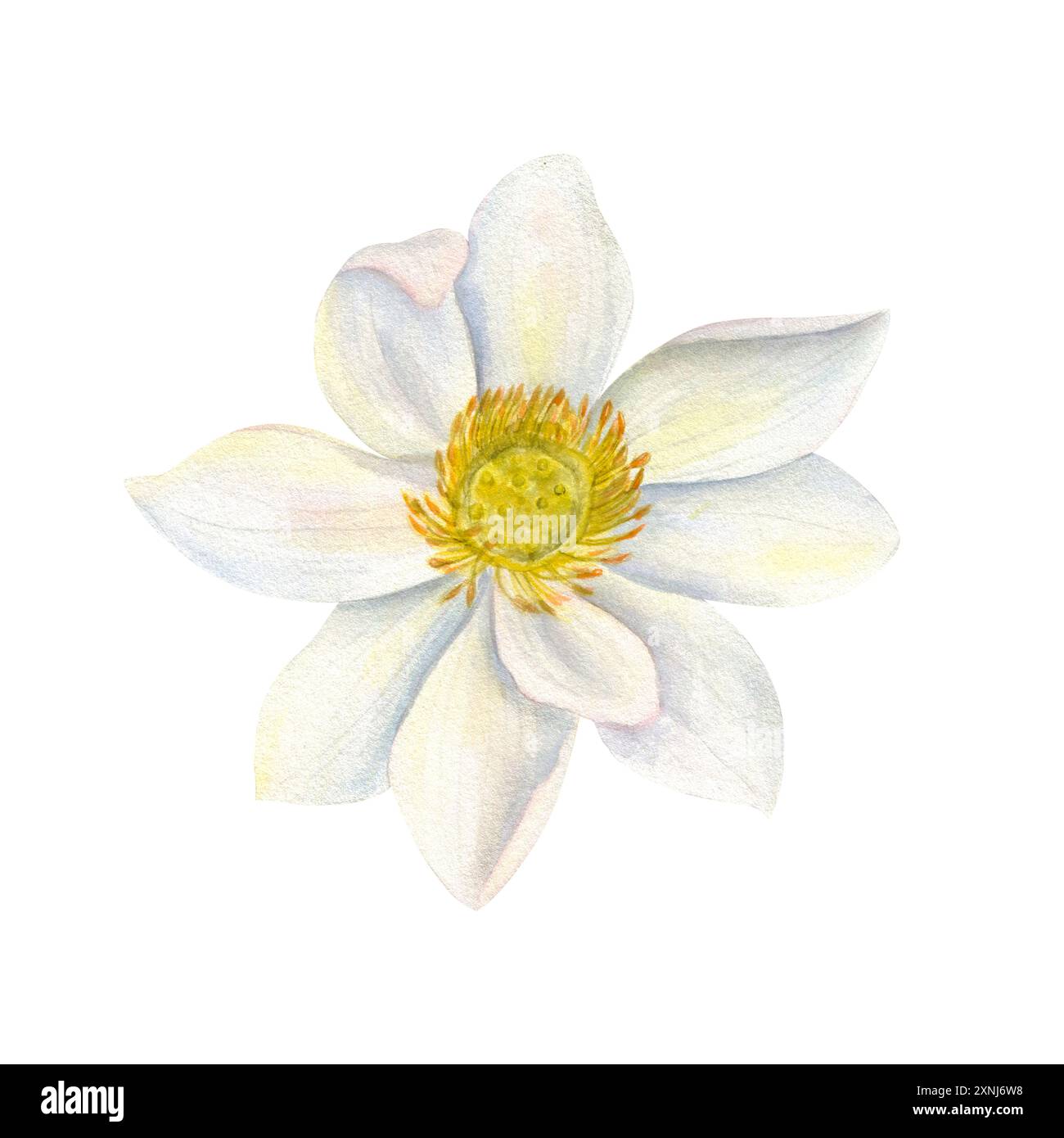 Fleur de Lotus blanc avec centre jaune. Nénuphar asiatique. Vue de dessus de la plante aquatique. Délicat Lotus sacré. Tête de fleur à plusieurs pétales. Banque D'Images