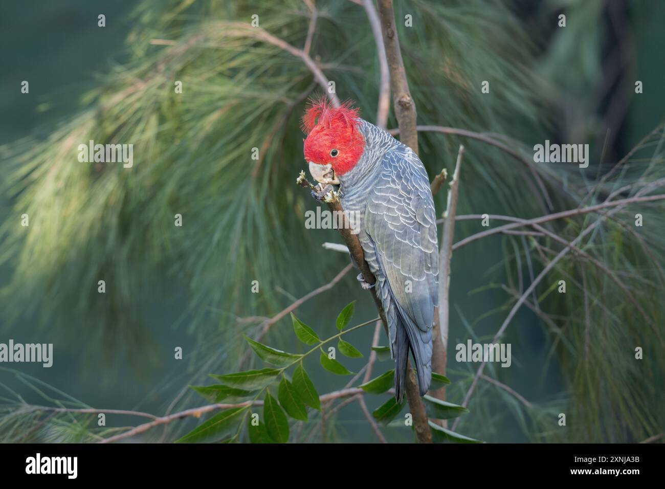 Un seul mâle Gang-gang cockatoo se nourrissant voracieusement d'une branche d'arbre dans un habitat de forêt alpine en Nouvelle-Galles du Sud, Australie. Banque D'Images