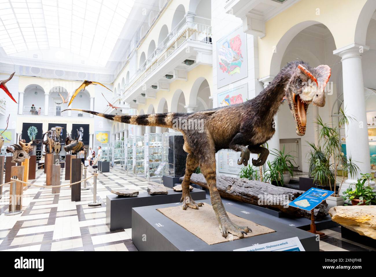 Reconstruction d'un dilophosaurus wetherilli au Musée géologique de Varsovie, Pologne Banque D'Images