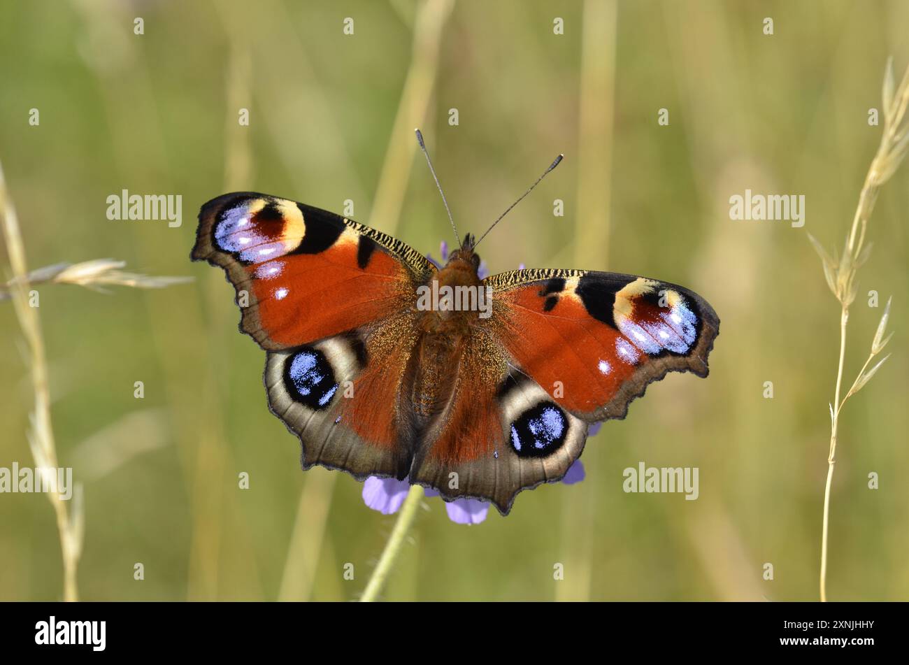 Un papillon paon (inachis io) Banque D'Images