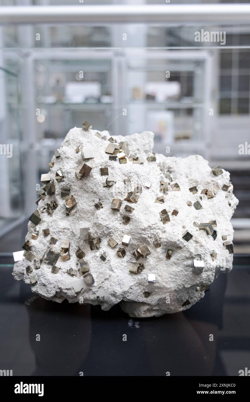 Cubes de pyrite dans un spécimen minéral de marlstone, Musée géologique, Varsovie, Pologne Banque D'Images