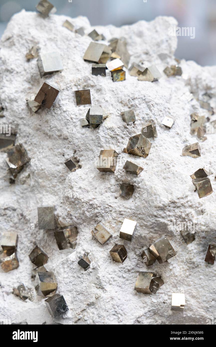 Cubes de pyrite dans un spécimen minéral de marlstone, Musée géologique, Varsovie, Pologne Banque D'Images