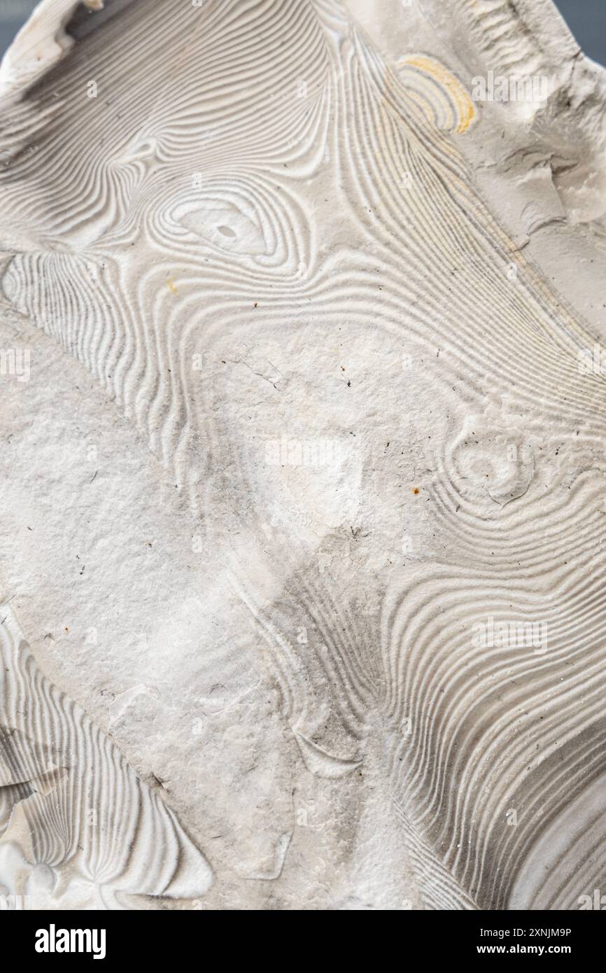 Gros plan d'un spécimen de pierre en silex rayé, Musée géologique, Varsovie, Pologne Banque D'Images