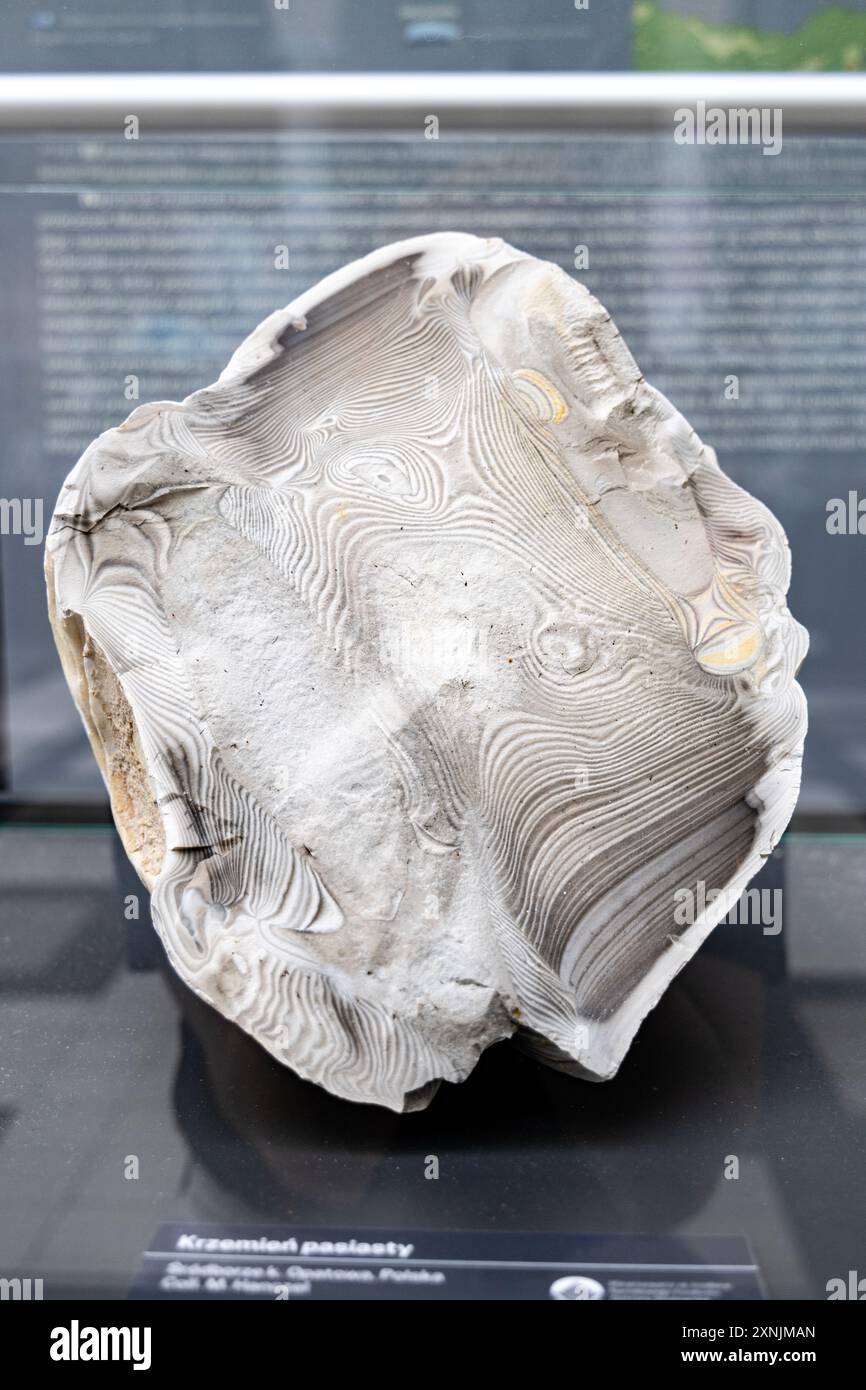 Spécimen de pierre en silex rayé, Musée géologique, Varsovie, Pologne Banque D'Images