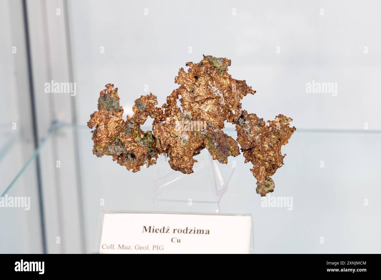 Spécimen de cuivre indigène, Musée géologique, Varsovie, Pologne Banque D'Images