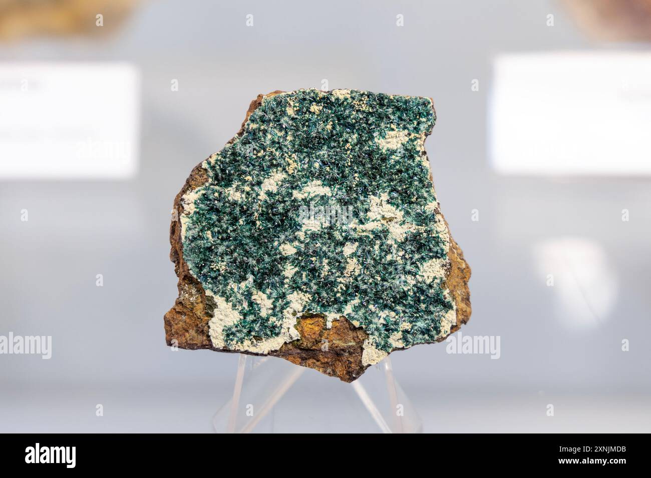 Spécimen minéral d'atacamite du désert d'Atacama, Musée géologique, Varsovie, Pologne Banque D'Images