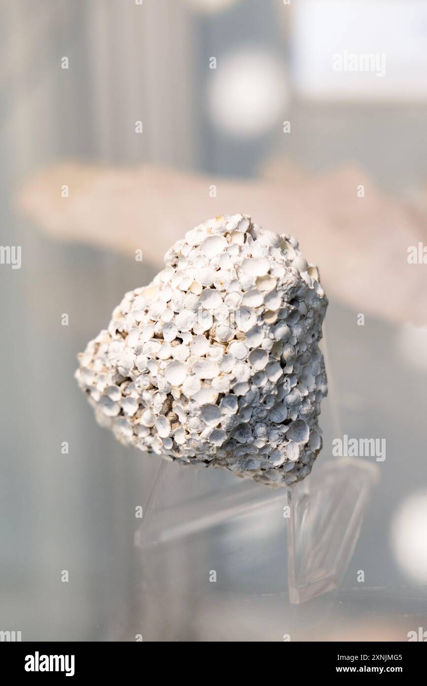 Spécimen minéral d'aragonite, Musée géologique, Varsovie, Pologne Banque D'Images