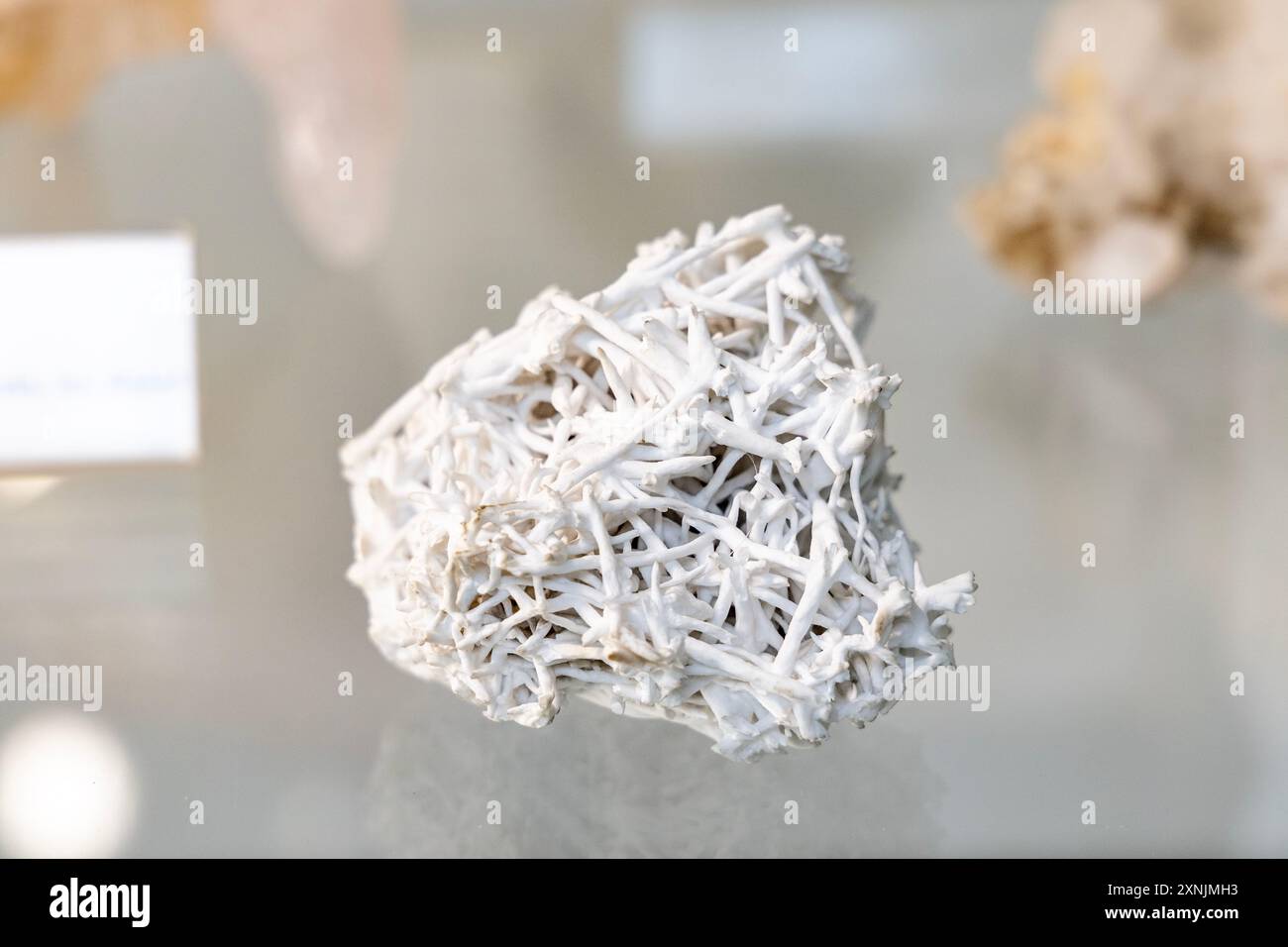 Spécimen minéral d'aragonite flos-ferri (fleurs de fer), Musée géologique, Varsovie, Pologne Banque D'Images