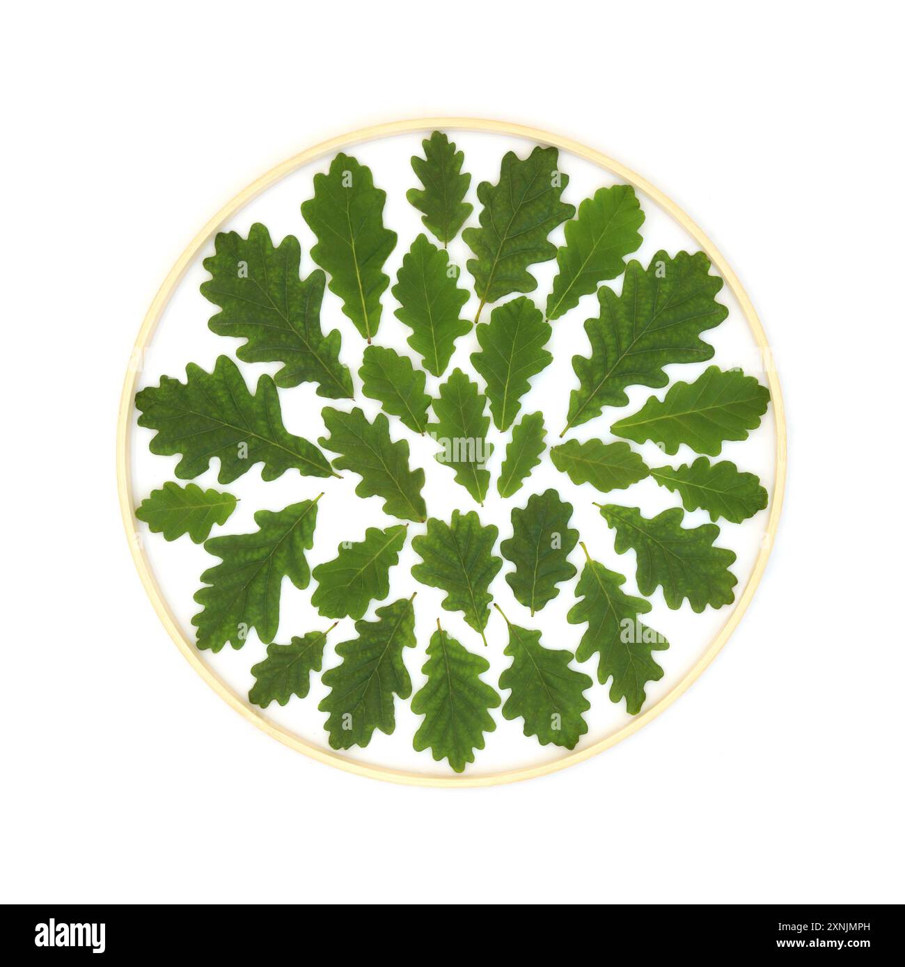 Feuille de chêne vert couronne de cadre en bois bordure de fond sur blanc. Symbole de feuillage de feuille de nature druide pour logo environnemental, carte de voeux. Banque D'Images