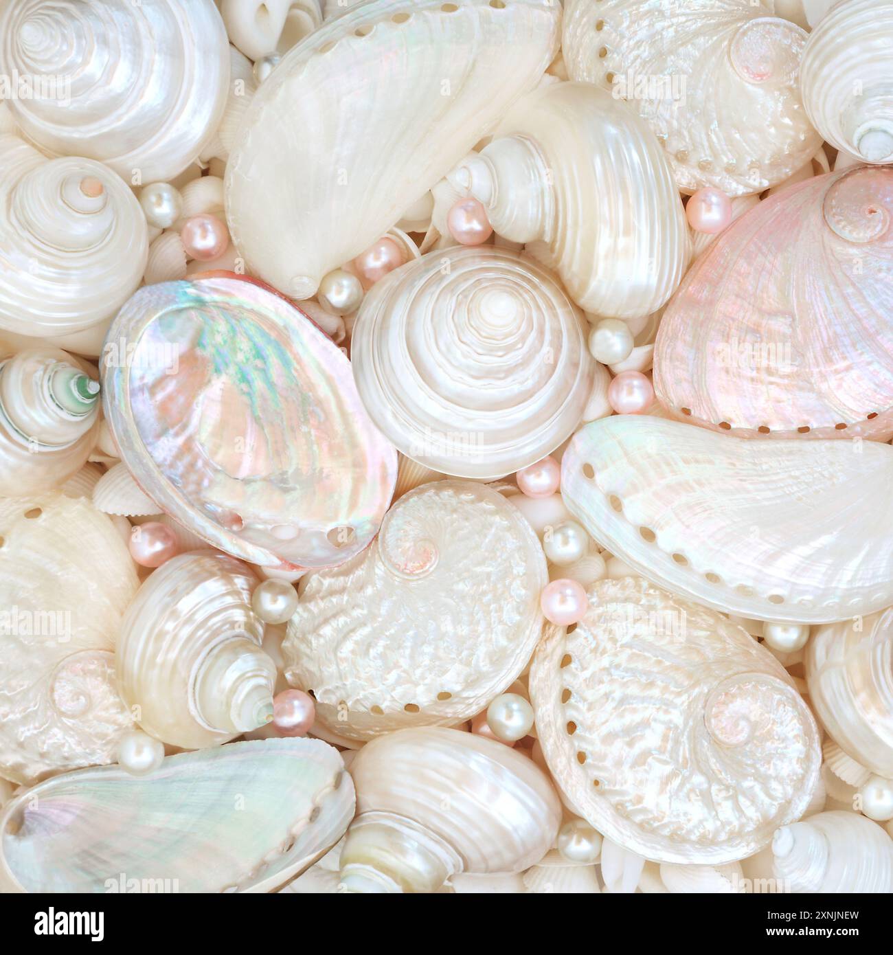 Perles et nacre de collection de fond de coquillage. Troca d'ormeaux et coquilles d'escargot turbo. Belle conception de la vie marine de la nature pour la carte de voeux Banque D'Images