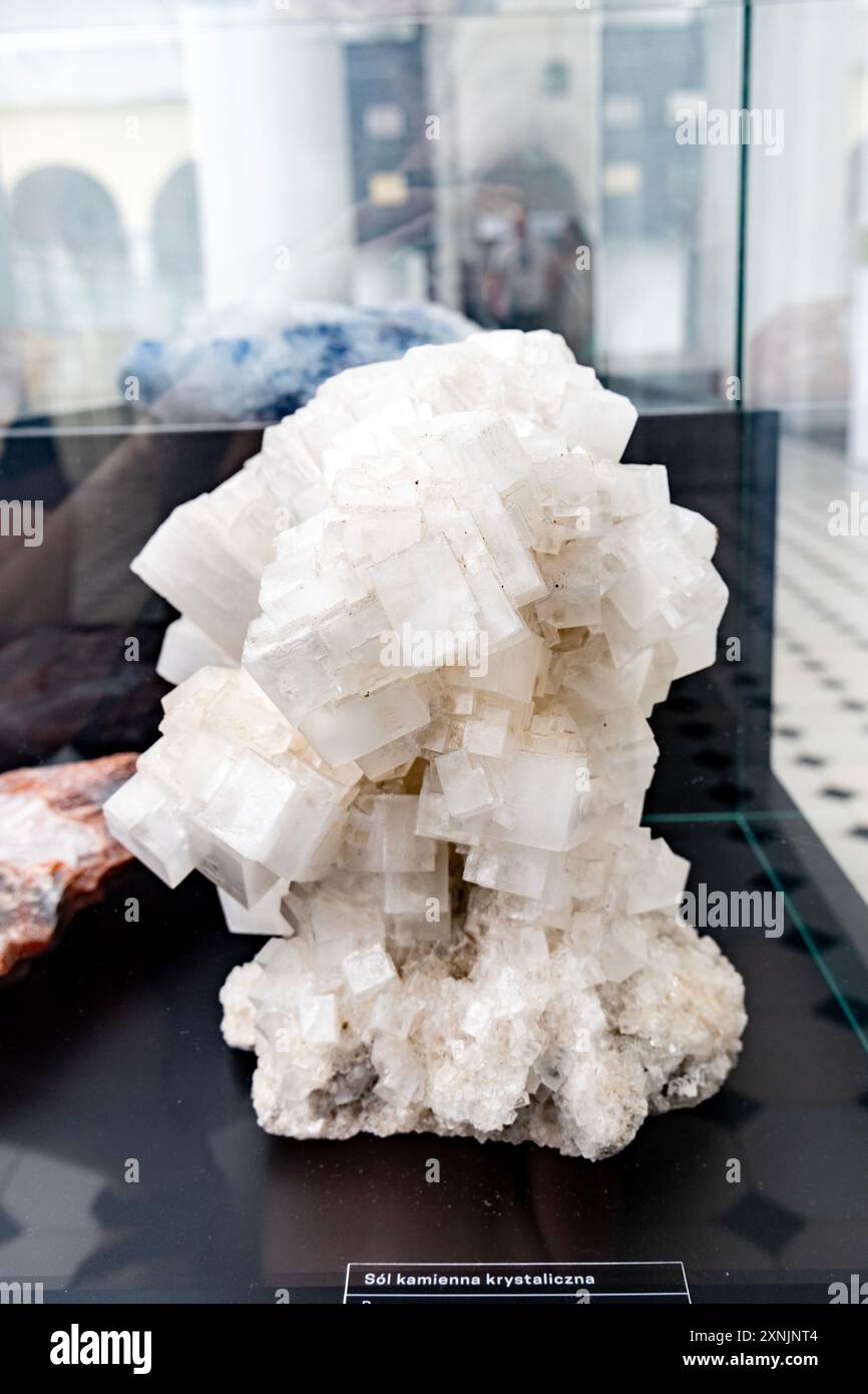Spécimen minéral halite (cristaux de sel) au Musée géologique de Varsovie, Pologne Banque D'Images
