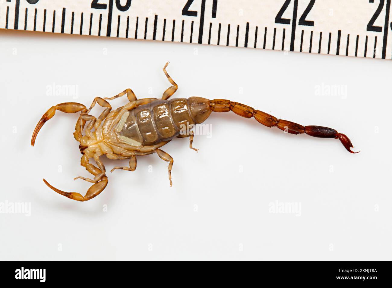 Les scorpions du genre Reddyanus sont des scorpions buthidés originaires de la région orientale. Le vivant sous rocher ou peut également être trouvé sur les arbres. Image sur un wh Banque D'Images