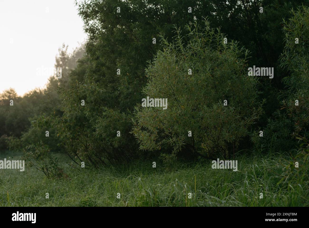 Aube sur la rive. Végétation couverte d'humidité Banque D'Images