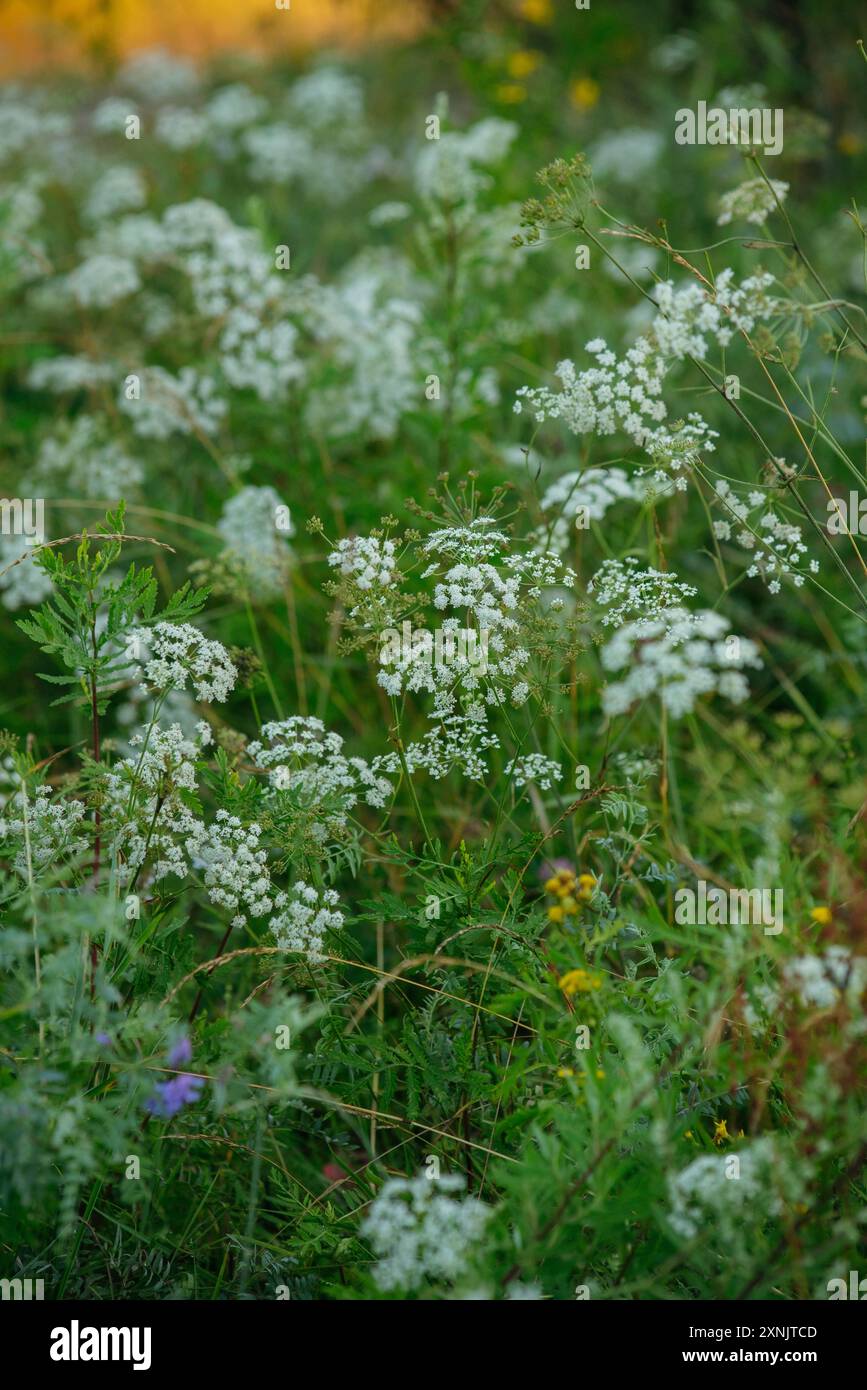 Fleurs et herbes dans les champs au petit matin Banque D'Images