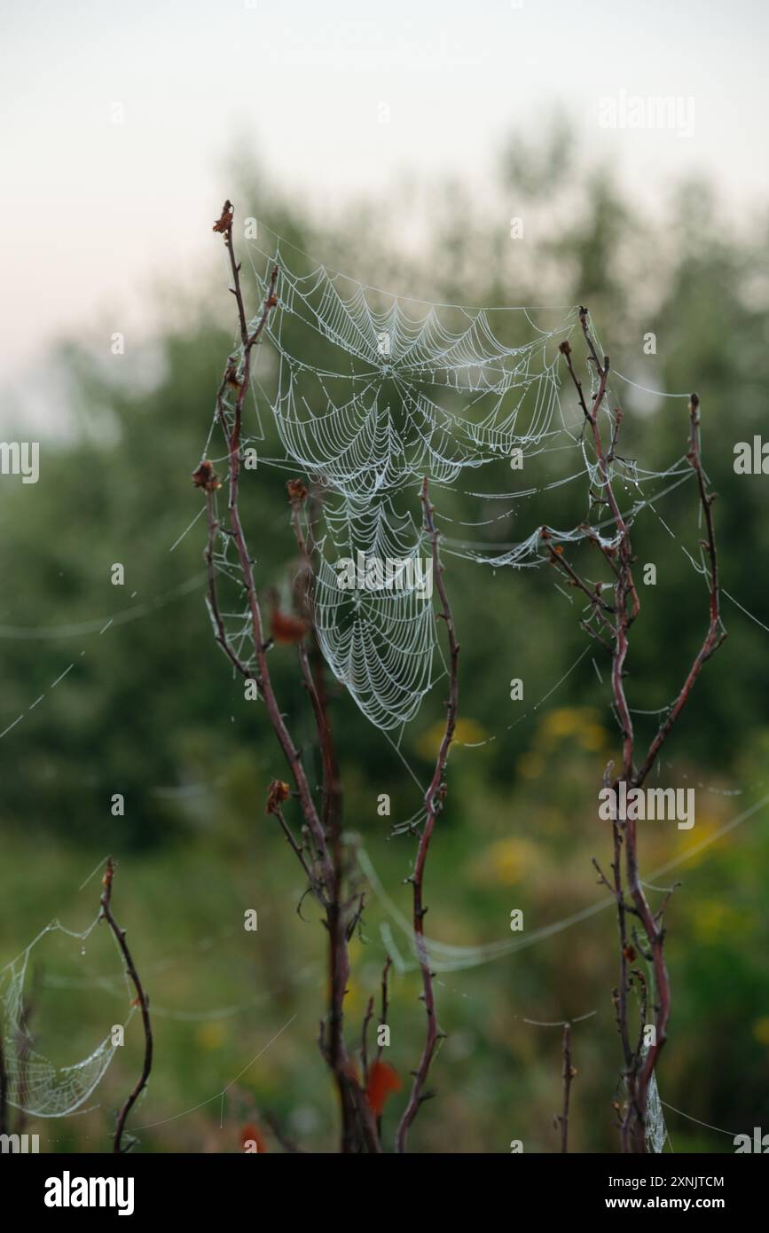 Toiles d'araignée sur les branches de rose musquée dans le champ tôt le matin Banque D'Images