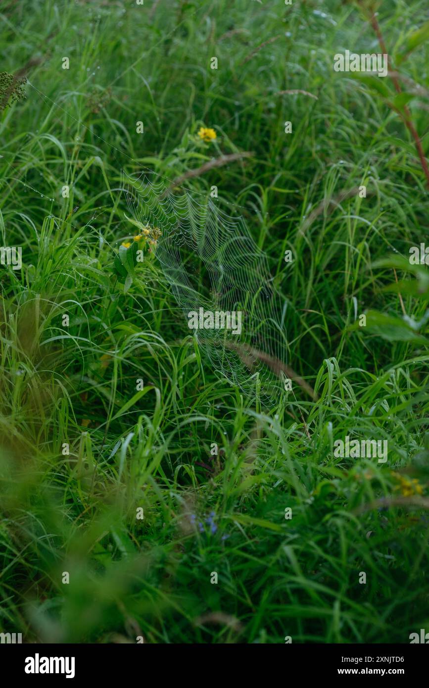 Fleurs et herbes dans les champs au petit matin Banque D'Images
