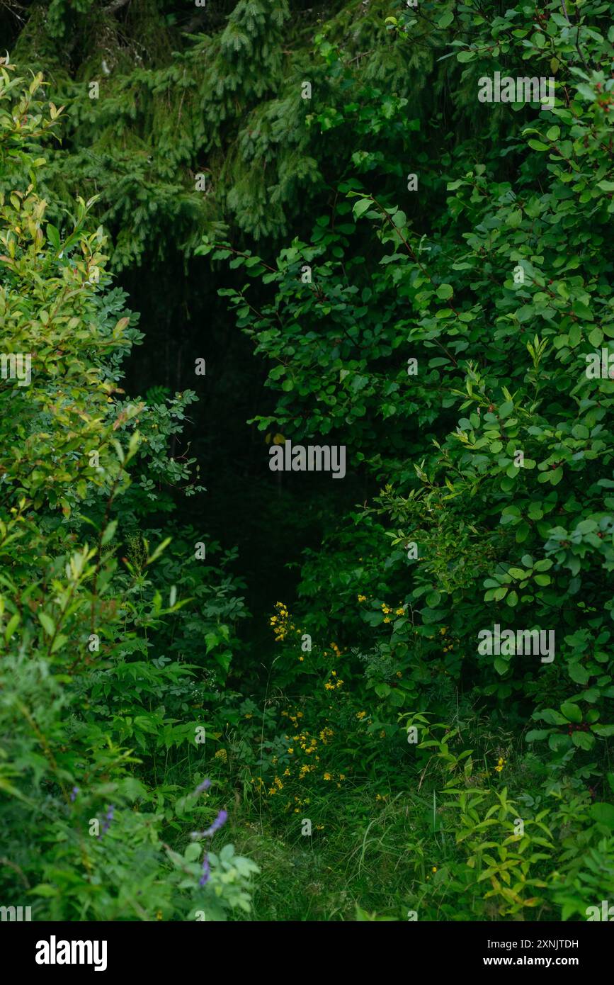 Un tunnel de feuilles et de branches dans la forêt. Banque D'Images