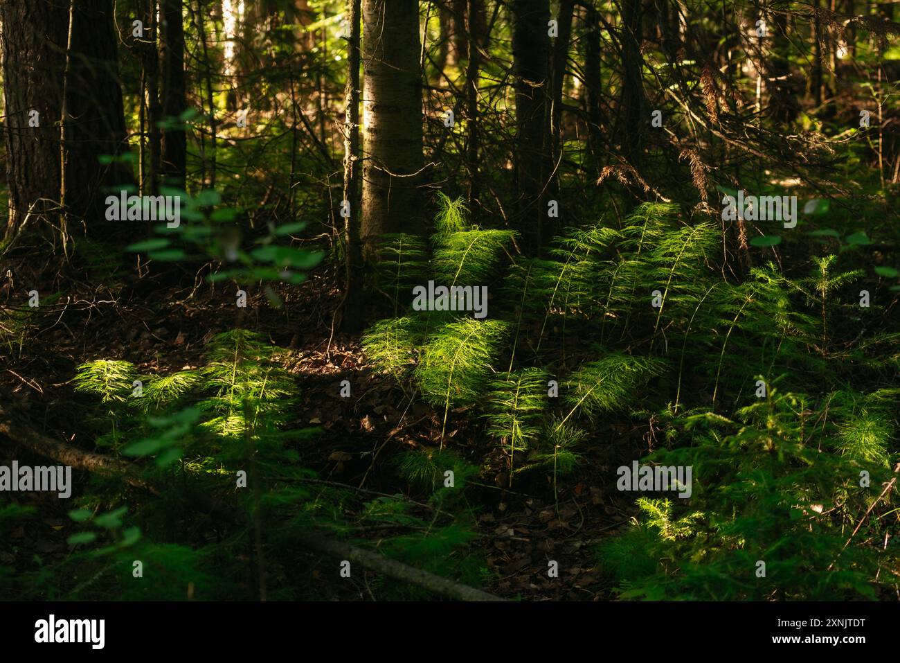 Prêle dans une forêt sombre creux à la lumière de l'aube Banque D'Images