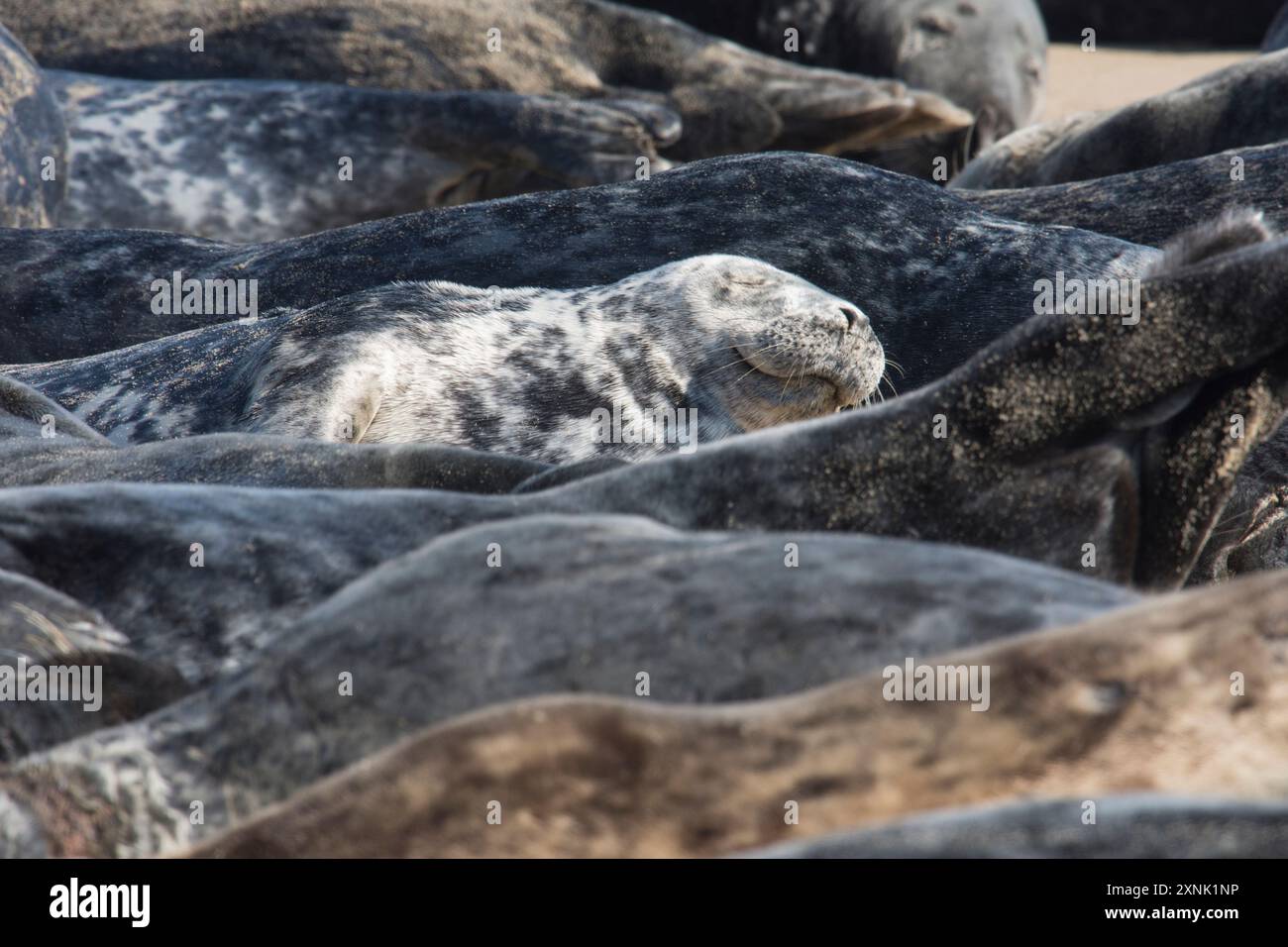 Phoque gris individuel dormant parmi les corps d'une nacelle très serrée sur la plage de Horsey Gap, Norfolk, Royaume-Uni, mai Banque D'Images