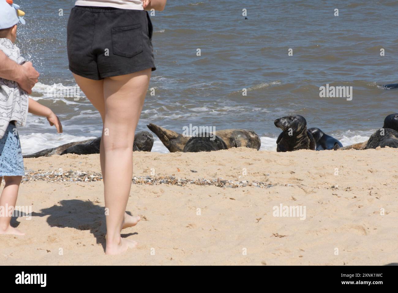 Phoques gris, famille, visiteurs, touristes, gens, se rapprocher pour regarder de nombreux phoques emballés sur la plage pour muer, Norfolk. Horsey Gap, mai Banque D'Images