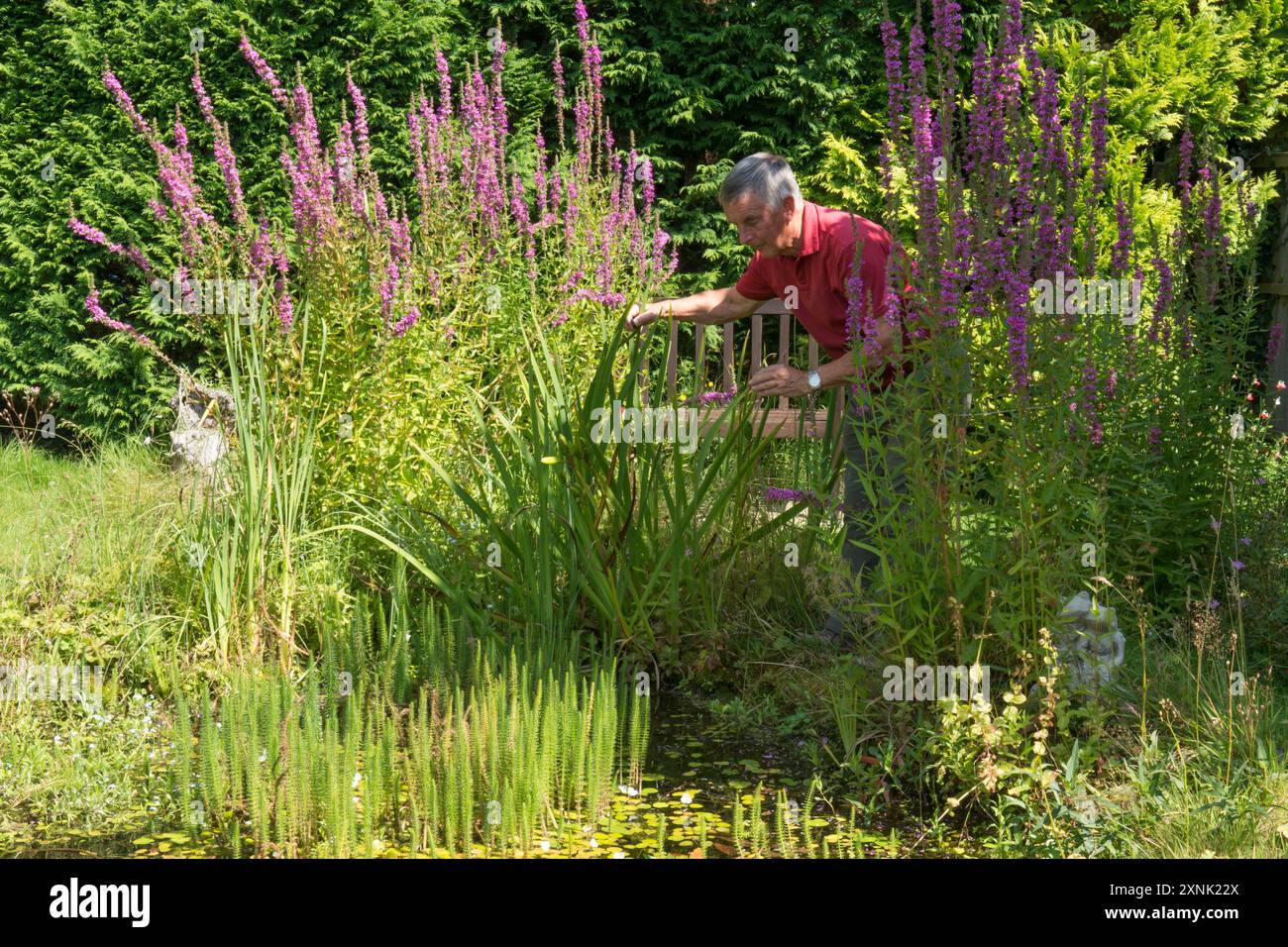 vieil homme retraité trouvant intérêt pour son étang de faune de jardin examinant la vie de l'étang, relaxant et heureux Banque D'Images