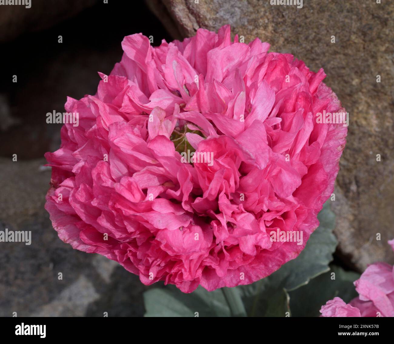 Coquelicot rose double opium (somniferum papave) Banque D'Images