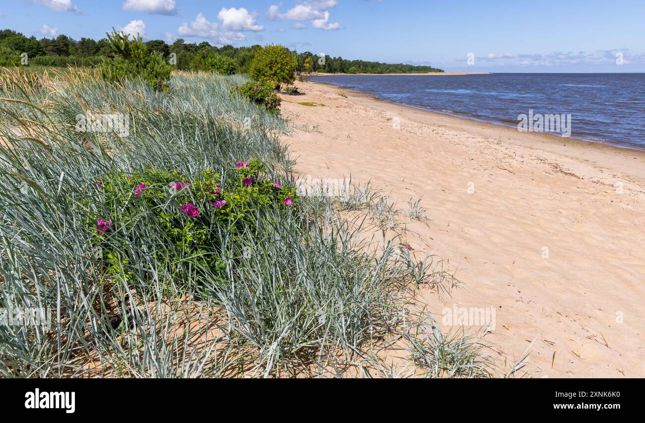 Côte de la mer Baltique, photo de paysage naturel avec une plage vide. L'herbe côtière et les rosiers poussent dans un sol sablonneux par une journée d'été ensoleillée Banque D'Images