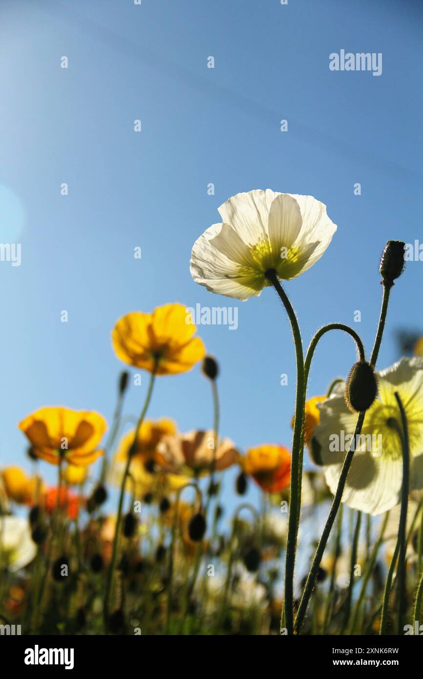 Un beau champ de fleurs de printemps prairie d'été. Paysage coloré naturel avec de nombreuses fleurs sauvages ciel bleu. Banque D'Images