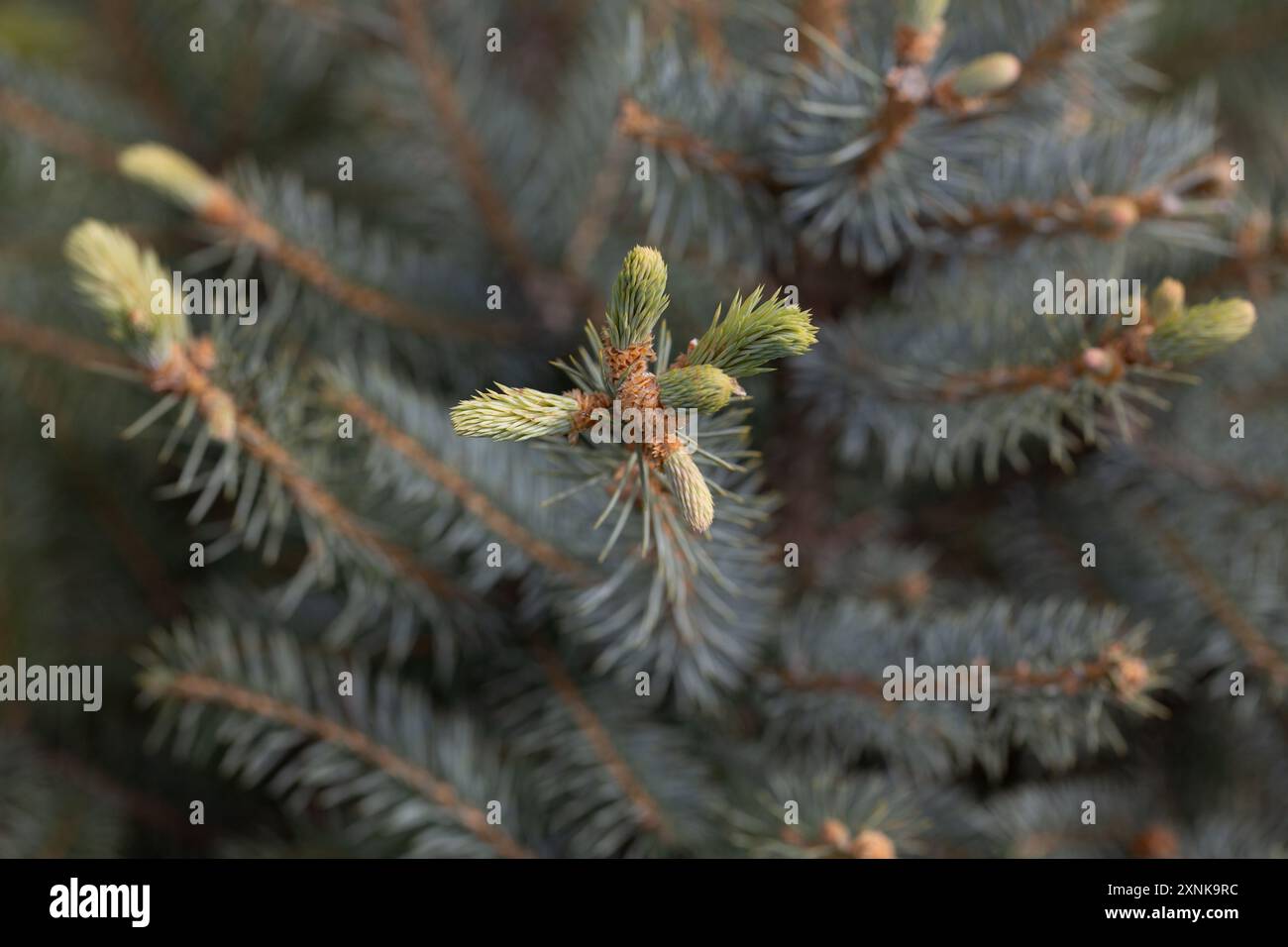 Branches d'épinette sur un fond vert. L'épinette bleue, l'épinette verte, l'épinette blanche. Picea Abies. Gros plan d'une brindille de pin au printemps. Banque D'Images