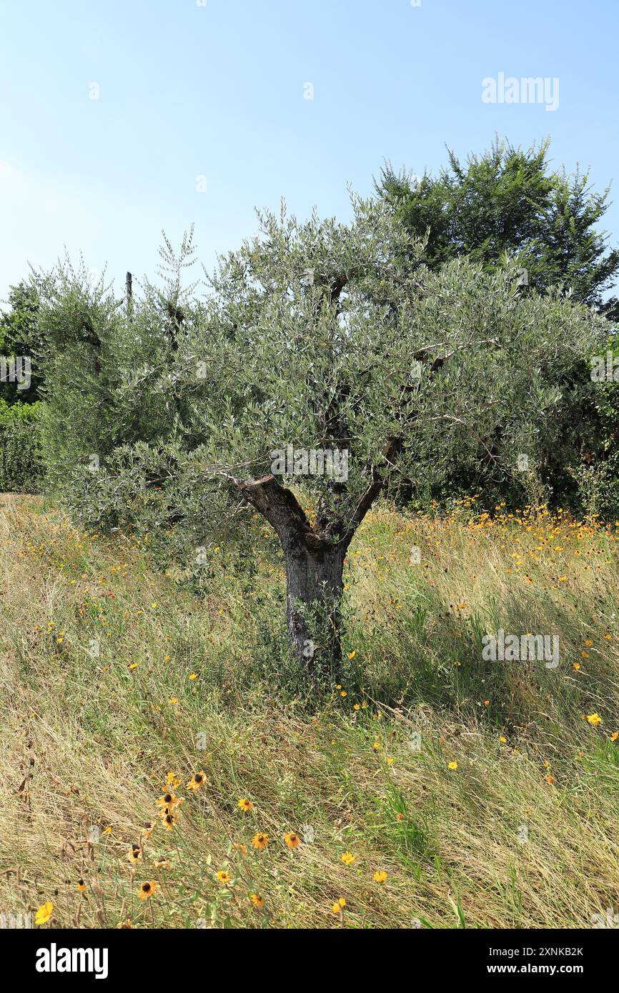 une oliveraie en italie Banque D'Images