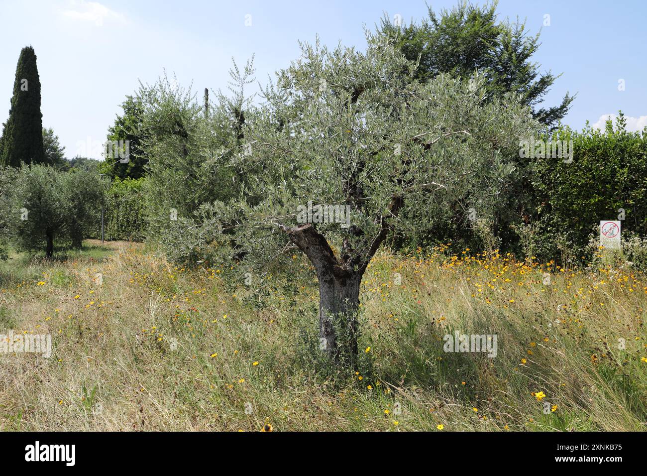 une oliveraie en italie Banque D'Images